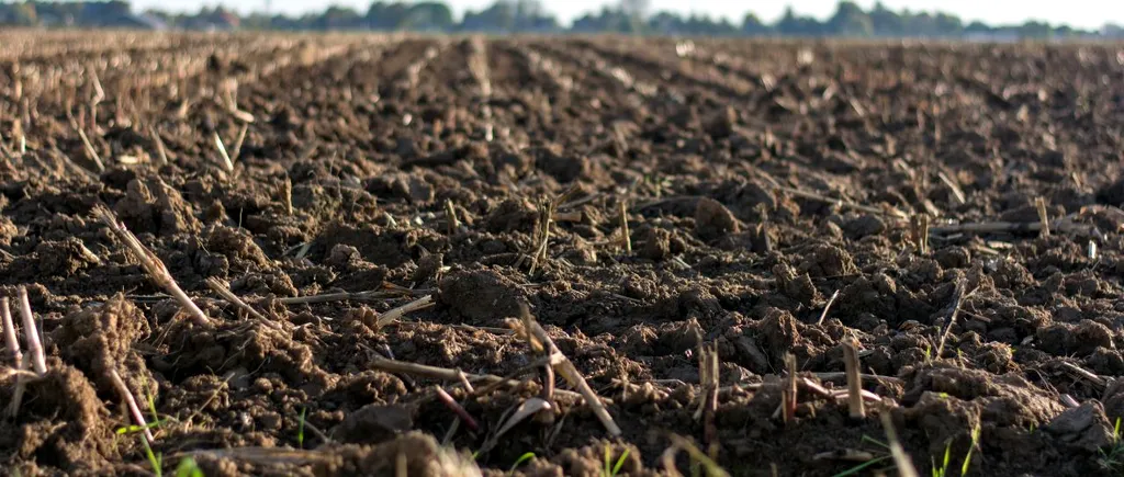 Cât COSTĂ un hectar de teren arabil în România. Prețul diferă de la o regiune la alta