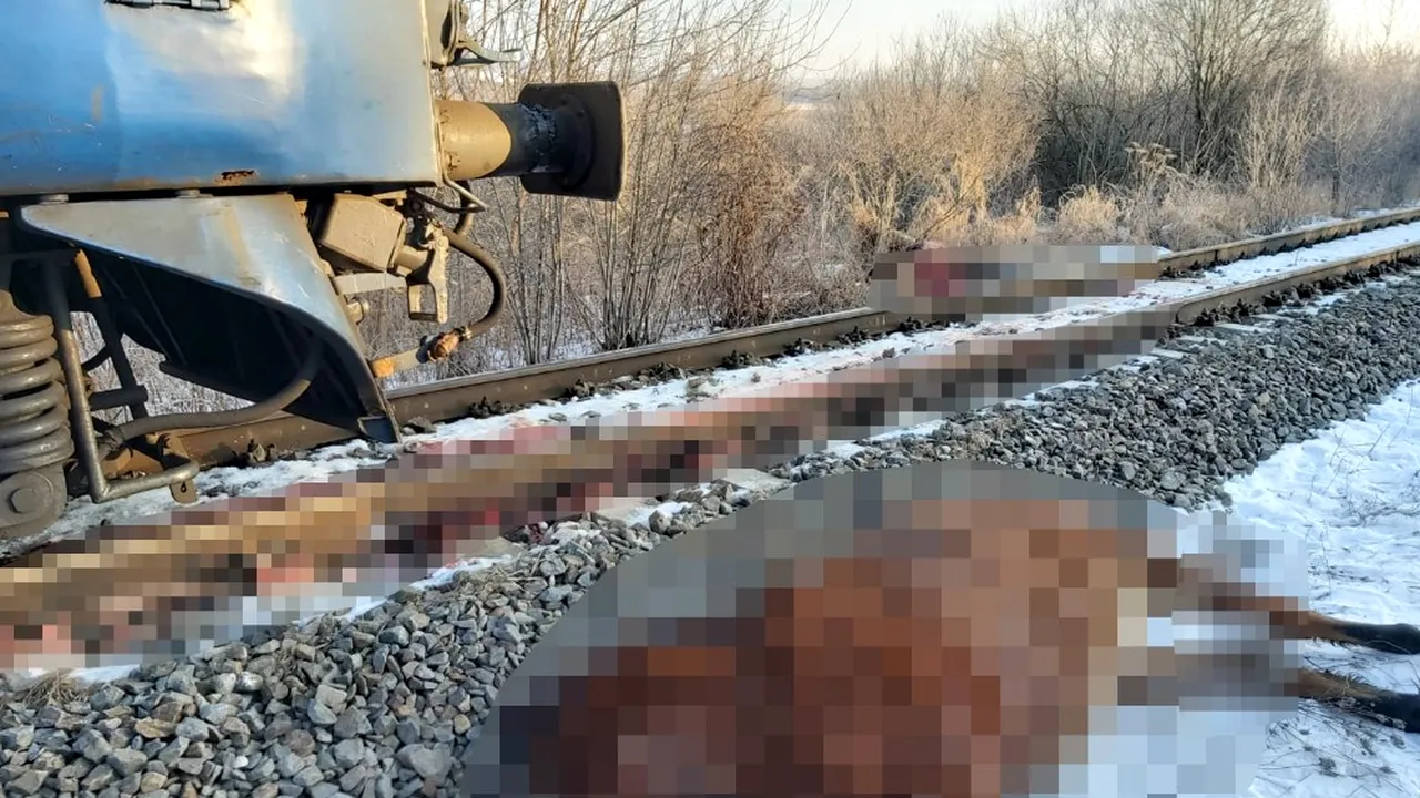 Cinci cai au murit după ce au fost loviți de tren în județul Bistrița - FOTO