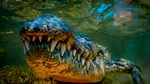 Crocodilii au supraviețuit 250 de milioane de ani datorită preferinței pentru clima caldă. Cum i-a ajutat această adaptare să treacă peste impactul asteroidului de acum 66 de milioane de ani