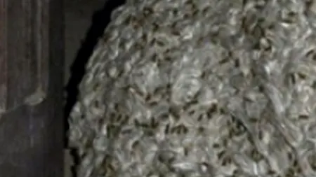 Descoperire rară într-o casă părăsită: „Are 7 metri