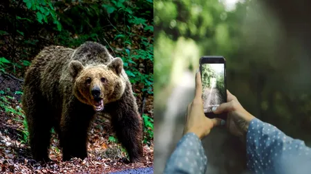 Turistă spaniolă atacată de urs în apropierea hotelului Posada, Argeș. O fotografie o putea costa viața