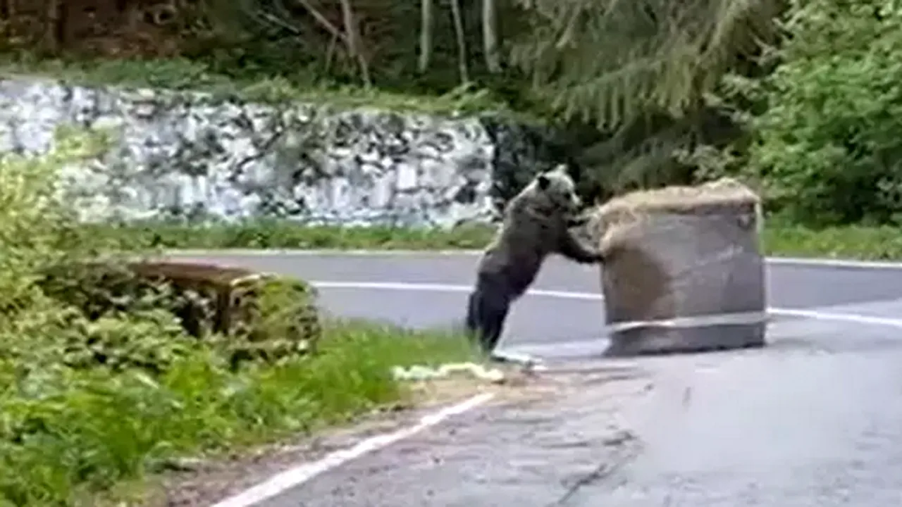 VIDEO | Un balot de paie a devenit jucăria unui urs, la Raliul Argeșului. Totul a fost filmat, iar imaginile au devenit virale