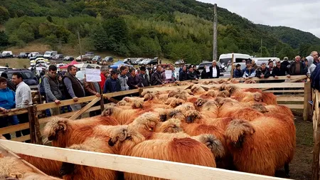 Dacă nu a reușit să o facă brand de țară, Daea are altă idee. „Alege OAIA!