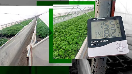 Legumicultorii profită de vremea neobișnuit de caldă. Au început deja să planteze roșiile în solarii