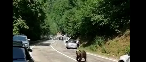 Urșii au invadat Transfăgărășanul. VIDEO cu animalele sălbatice plimbându-se printre mașini