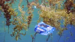 Sfârșitul poluării oceanelor cu PLASTIC? Cercetătorii japonezi au inventat un plastic care se DIZOLVĂ în apa de mare