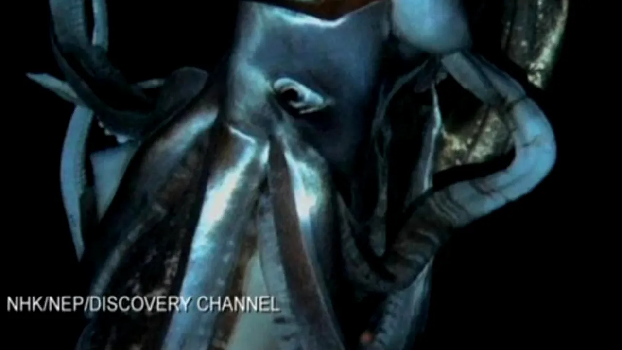 Cel mai mare nevertebrat din lume a fost filmat în adâncul Oceanului Pacific. VIDEO