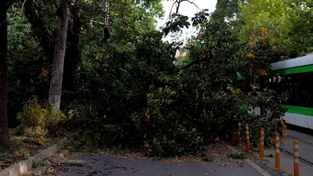 Circulație bulversată în București. Doi copaci s-au PRĂBUȘIT 