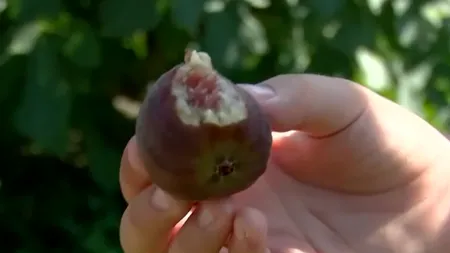 Smochinele din Buzău s-au COPT și sunt bune de consumat. Vizitatorii sunt invitați să guste fructele proaspete, culese direct din pomi