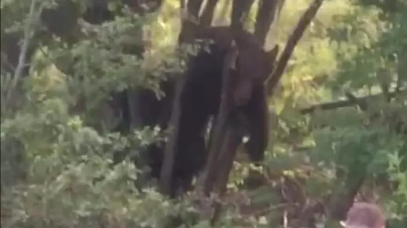 Un urs captiv într-un gard de sârmă ghimpată a fost eliberat după 12 ore. Animalul a urlat continuu de durere