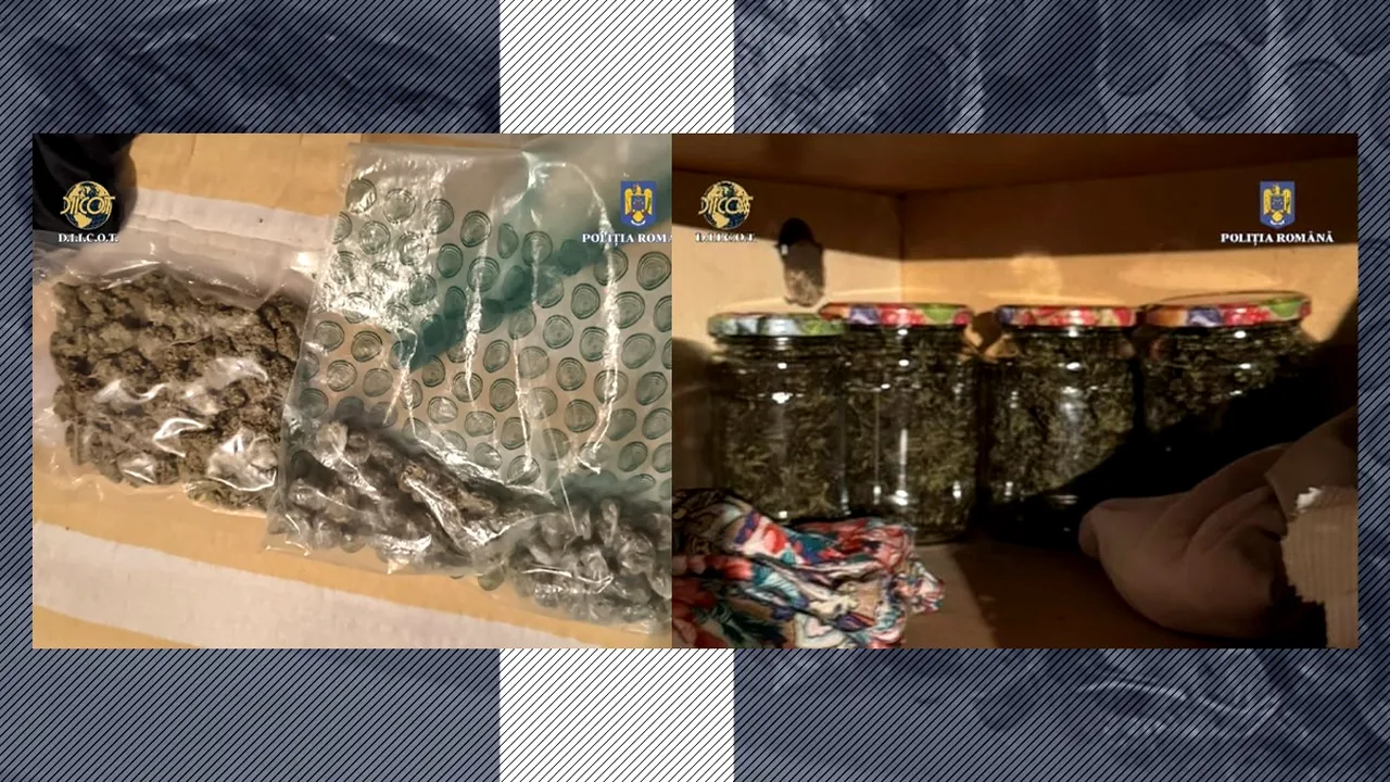 Afacere de familie. Micro intreprindere de producție și comerț de MARIJUANA în Olt