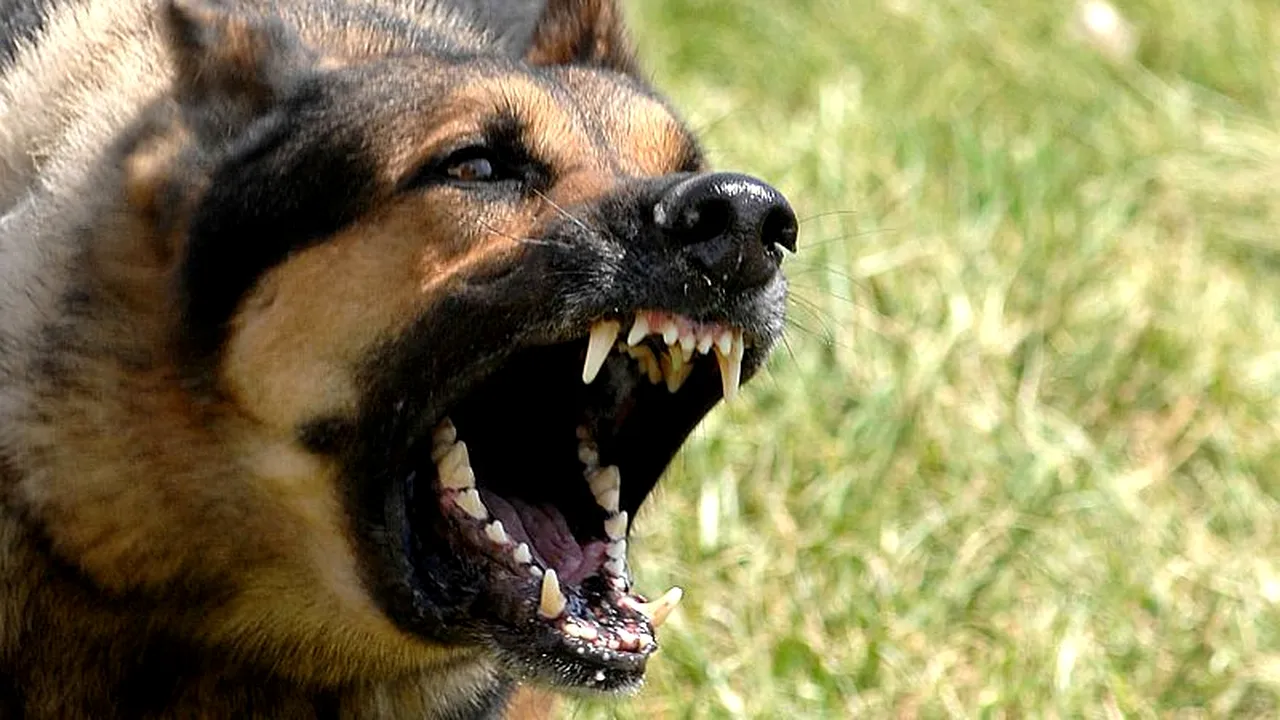 O femeie a fost ucisă de un câine. Animalul era vaccinat antirabic și nu are semne de turbare