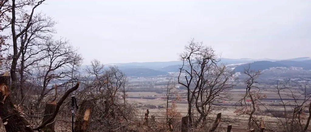 Peste 3.300 de copaci tăiați ilegal în Munții Rodnei. Pădurarul din zonă este cercetat disciplinar