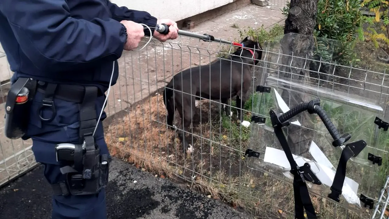 Un câine rasa pitbull și-a atacat stăpâna, în Galați. În ce stare e femeia și ce s-a întâmplat cu animalul