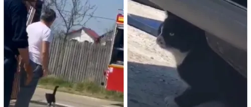 ISU ARGEȘ. Intervenție de 40 de minute pentru a salva o pisică - VIDEO