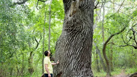 Ministrul Mediului, de Ziua Pădurilor: Cele aproape 8.000 hectare noi de PĂDURE ne vor ajuta să luptăm cu efectele schimbărilor de climă