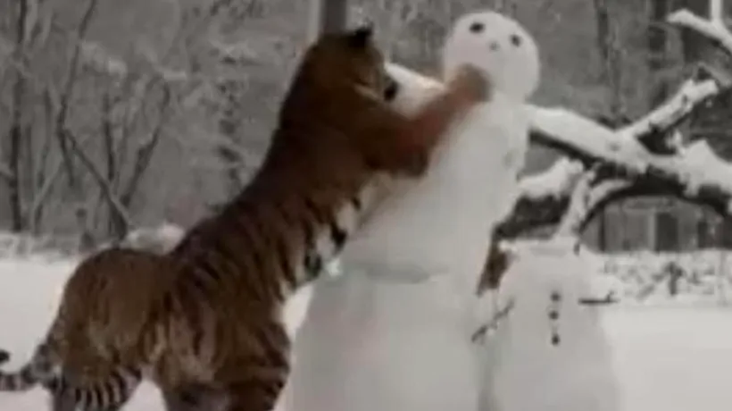 Lupta unui tigru cu un om de zăpadă. VIDEO