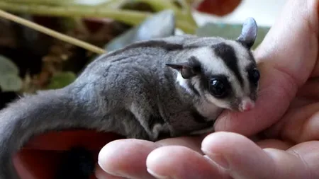 Primul pui de veveriță marsupială zburătoare, născut în captivitate, în România. Unde a avut loc premiera
