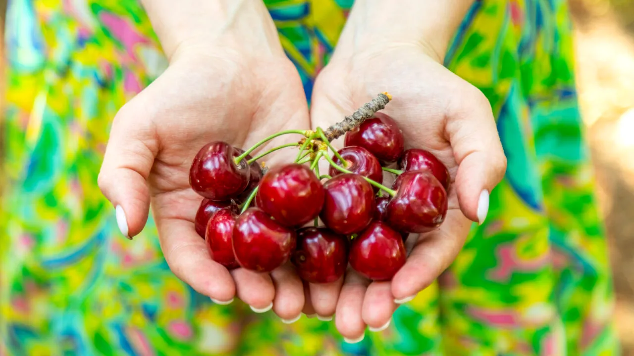 Cât costă un kilogram de cireșe direct de la producător. Înghețul din primăvară a influențat producția și, deci, prețul
