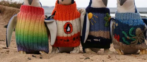 Cel mai bătrân australian croșetează haine pentru pinguinii afectați de poluare
