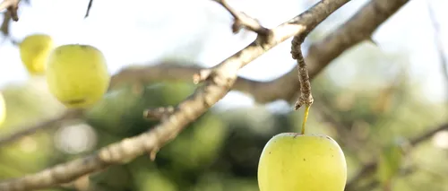 România de azi: Cele mai sănătoase și curate mere, nestropite niciodată, se dau acum la porci