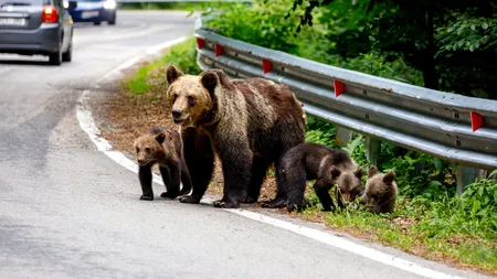 Propunere: Închisoare de 3 LUNI pentru românii care hrănesc urșii. Turiștii români, filmați în flagrant cum încalcă legea