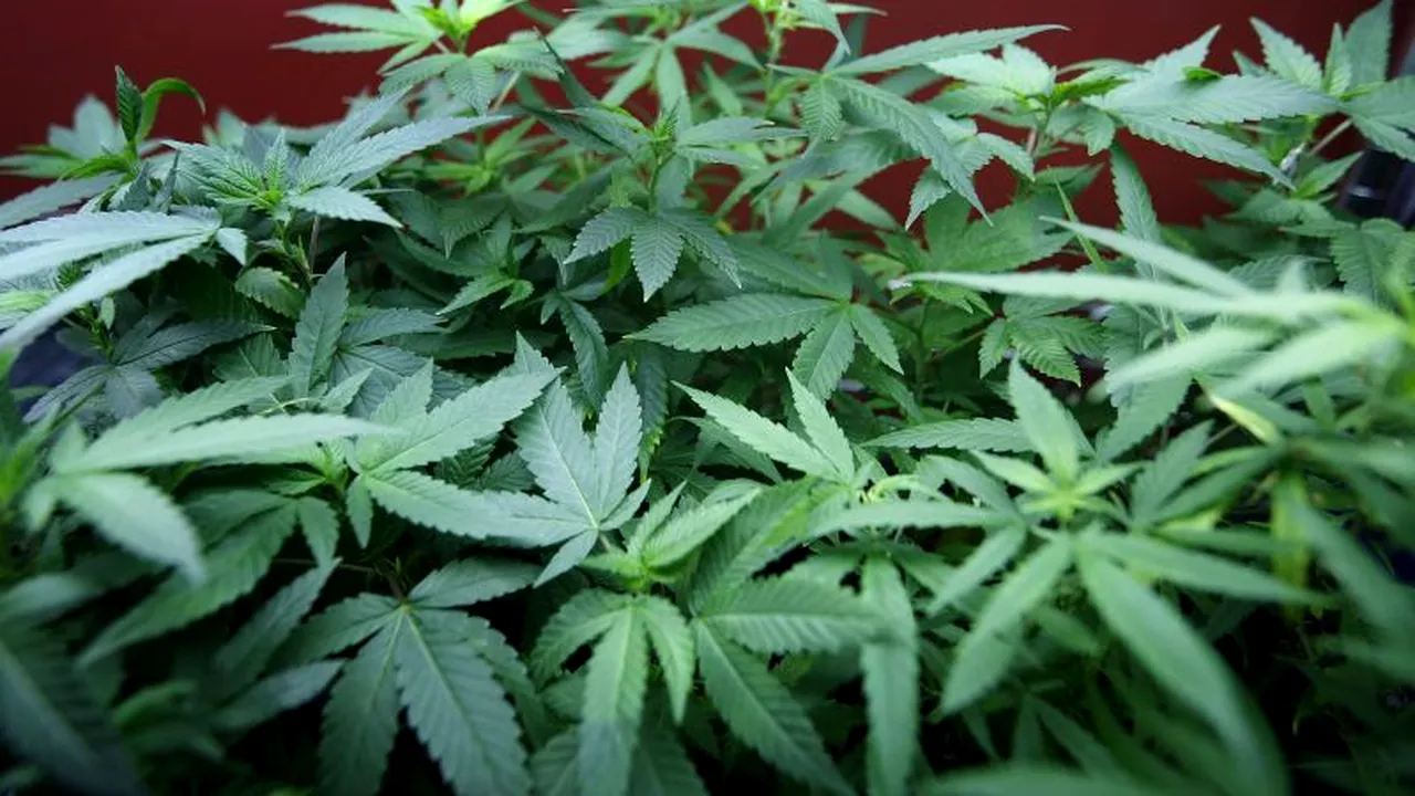 578.000 de plante de canabis, DISTRUSE în SUA