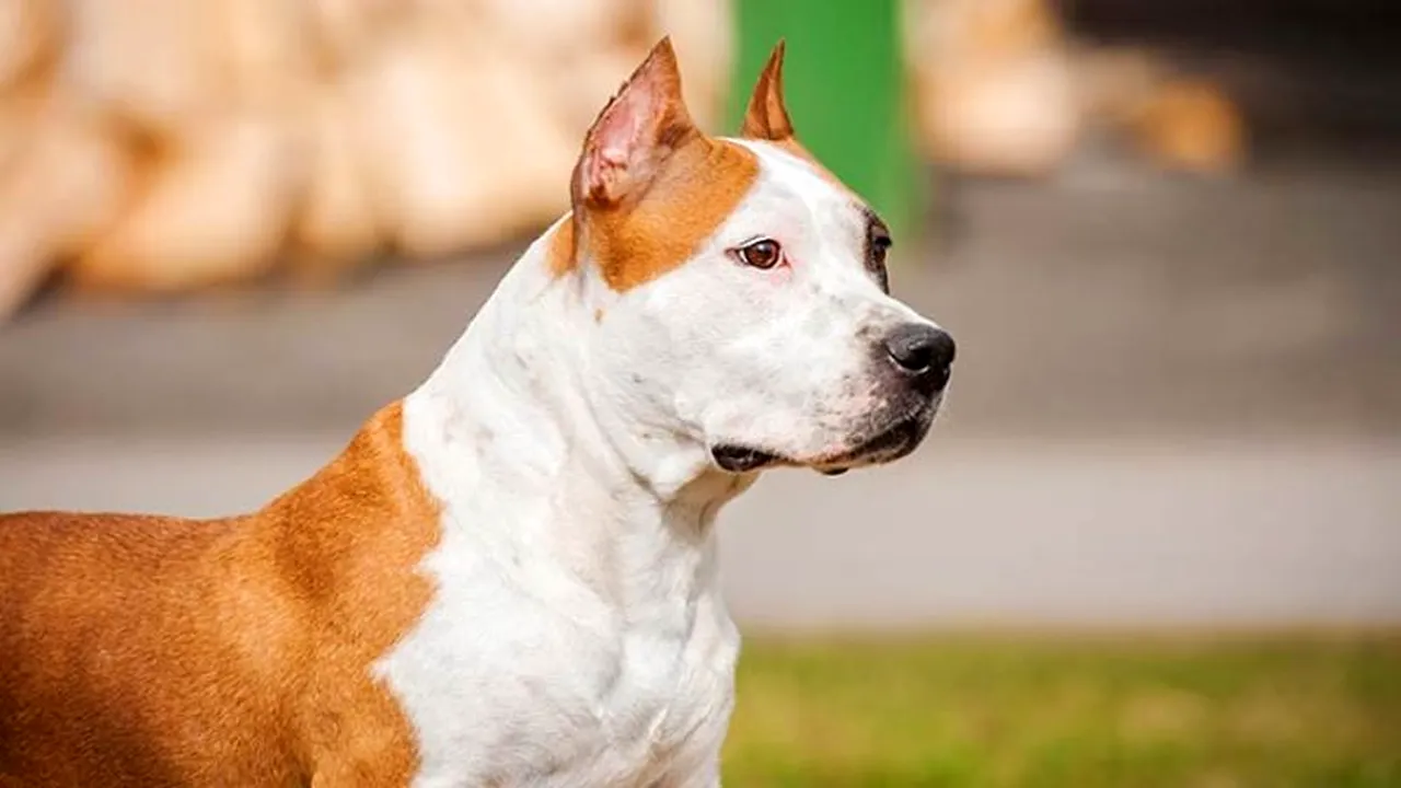 Destin crunt. O femeie din județul Giurgiu, ucisă de câinii Amstaff ai fiului ei. Bătrâna îi hrănea în momentul în care a fost atacată