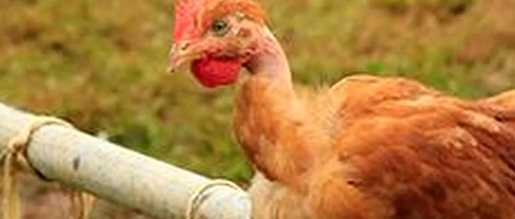Un focar secundar de gripă aviară, confirmat la o fermă de găini din Maramureș