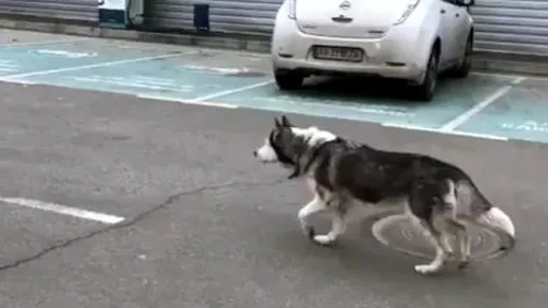 Scene emoționante pe străzile din Bucea: Un câine care s-a pierdut în timpul bombardamentelor își reîntâlnește stăpânul - VIDEO