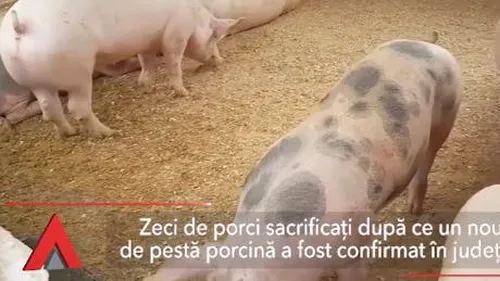 PESTA PORCINĂ a ajuns în județul Buzău. Câți porci au fost sacrificați până acum