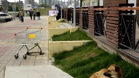 Primăria din Soci continuă programul de exterminare a câinilor vagabonzi în timpul Jocurilor Olimpice