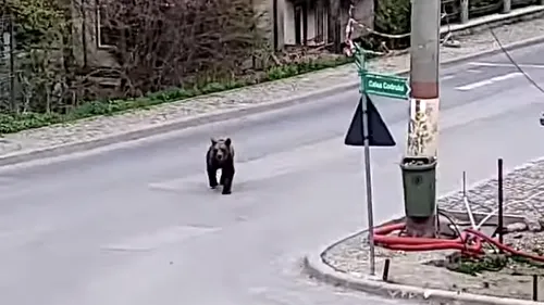 Un urs a fost filmat pe o stradă din Sinaia. Primarul localității: „Sunt peste tot”