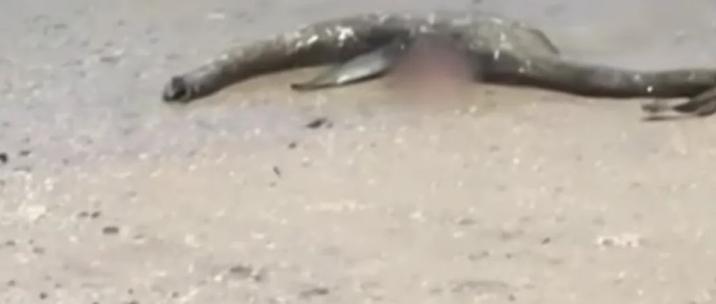 „Monstrul din Loch Ness'', găsit pe o plajă din Georgia, Statele Unite. Creatura bizară descoperită de un trecător. VIDEO