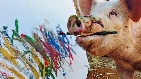 Pigcasso, porcul care i-a întrecut pe mulți oameni cu talentul său