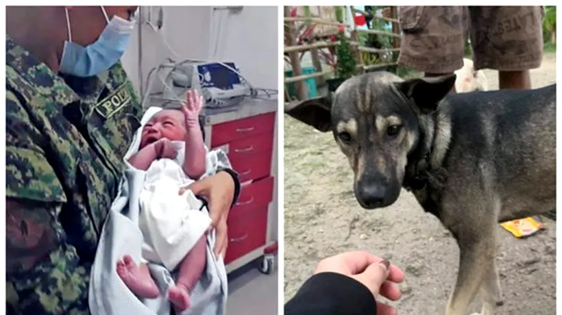 Bebeluş abandonat într-un depozit de deşeuri, salvat de un câine... cu ajutorul unui motociclist!