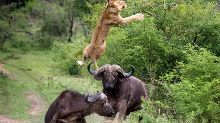 Când prada se răzbună pe prădător. Înregistrare uluitoare într-un parc natural din Africa de Sud. VIDEO