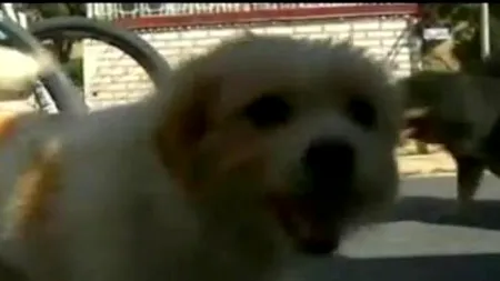 VIDEO. Câinele „maratonist