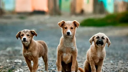 Au decis să divorțeze și au cerut în instanță custodia celor trei câini. Răspunsul de 15 pagini pe care l-au primit de la judecător