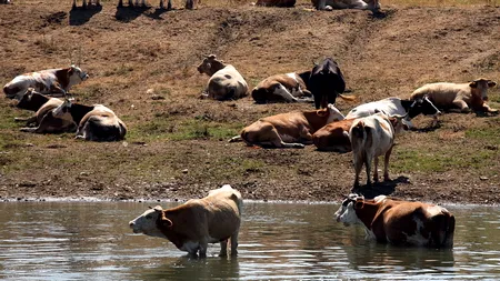 România nu mai are voie să vândă bovine și ovine vii către țările UE