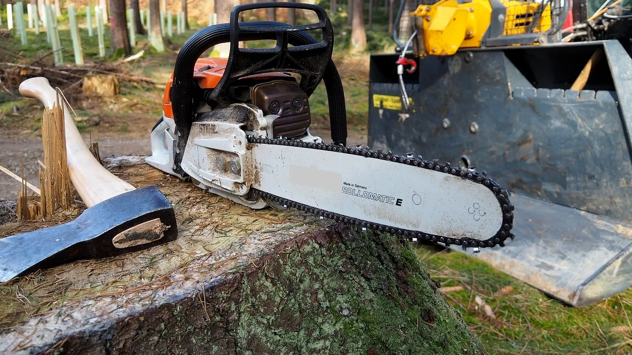 Un proprietar are voie sau nu să taie copacul vecinului, dacă crengile ajung în curtea sa? Ce prevede LEGEA