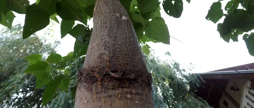 Pomul care crește cel mai REPEDE. Ajunge până la 20 de metri în primii trei ani