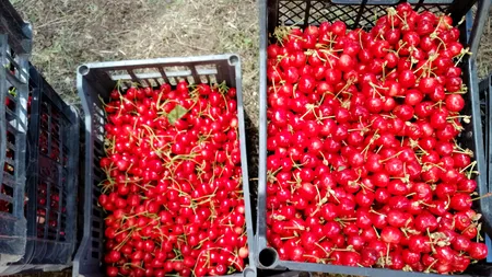 LUX. Cireșele se vând la prețuri ASTRONOMICE în București, la început de sezon. Fotografie din Berceni