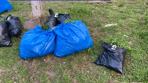 Traficanți de droguri din Galați, prinși când aruncau sute de plante de canabis în apele Dunării