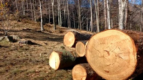 Polițiștii au confiscat 2.400 de metri cubi de lemn în urma unor controale pentru defrișărilor ilegale. Câtă pădure mai are România