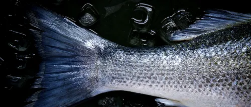 NEREGULI. Pește decongelat și apă minerală preambalată, găsite de inspectorii OPC la magazine în Slobozia