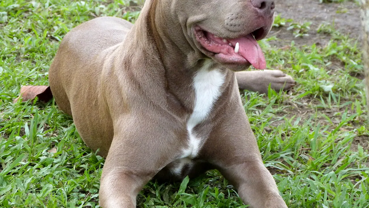 Câine pitbull, cu urechile tăiate, capturat lângă o grădiniță din Deva. Un bărbat a fost atacat