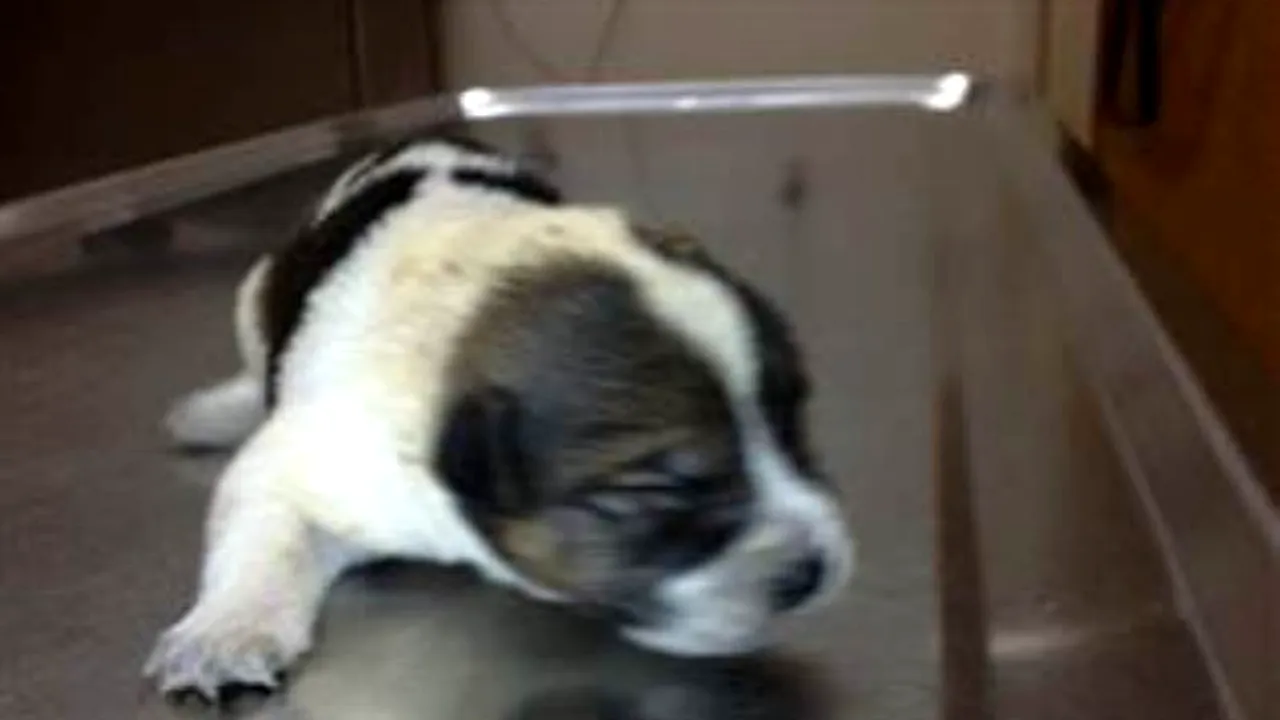 Operațiune de salvare pentru un pui de cățel îngropat de viu