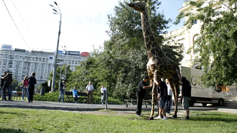 GALERIE FOTO - Girafa de la Antipa a fost reamplasată în fața muzeului