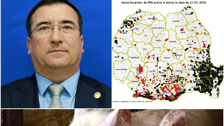Nicio problemă în ferma de porci a fiului lui Alexandru Stănescu. Șeful Comisiei de Agricultură cere ANSVSA să se stabilească o zonă de biosecuritate și pentru gospodăriile populației